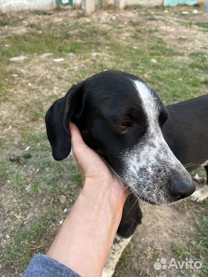 Собака в добрые руки