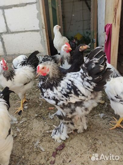 Петухи