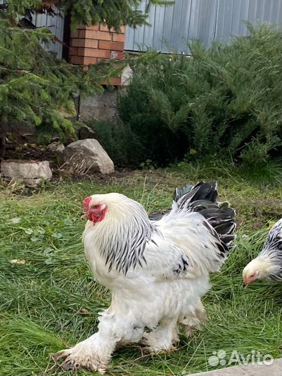 Петушок брама колумбийский