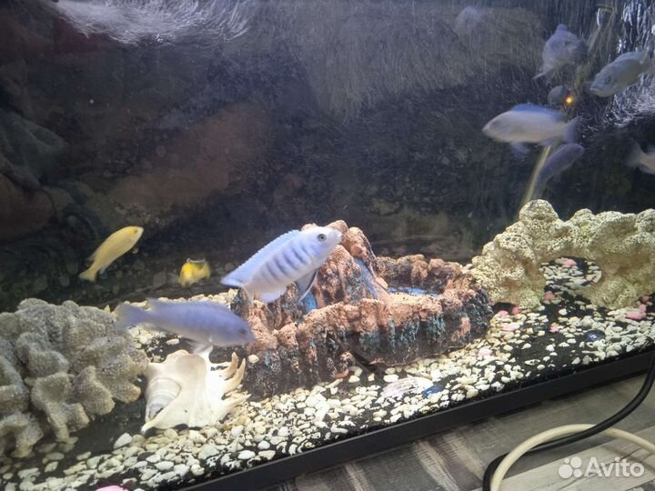 Фильтр для аквариума