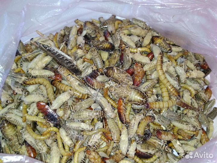 Кормовые сверчки,тараканы (только заморозка) опт