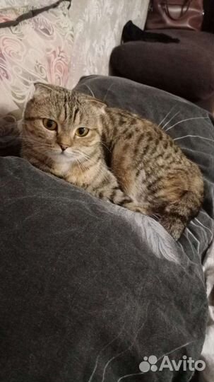 Кошка