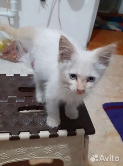 Отдам котика в добрые руки