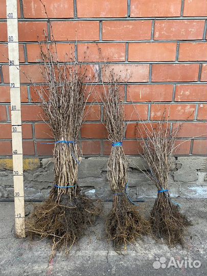 Сеянцы барбариса, Туи. Бирючины гибискуса