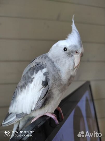 Попугай корелла ручной с клеткой