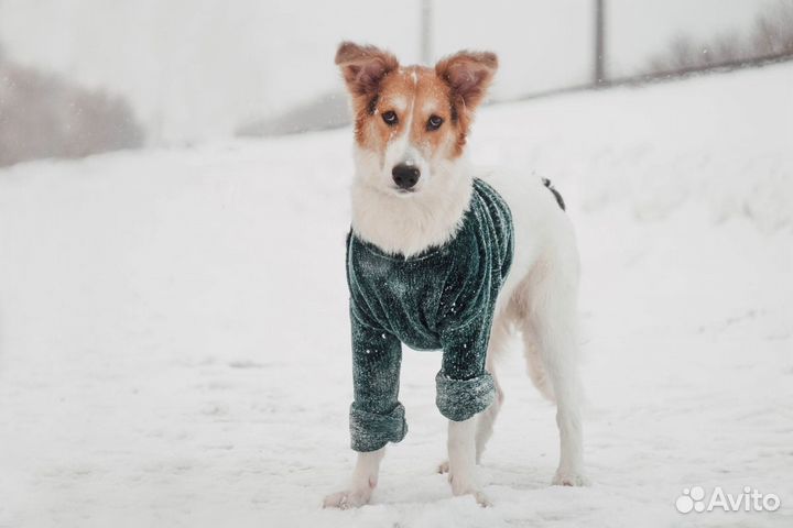 Банни - сорванец