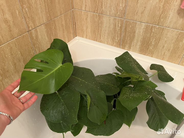 Монстера деликатесная