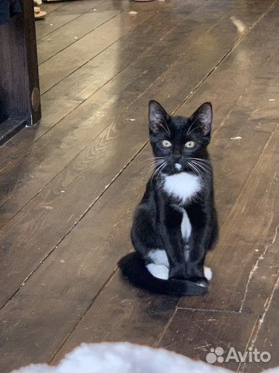 Кошка в дар бесплатно