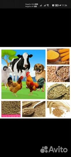 Корма для животных оптом