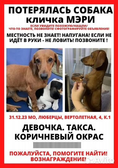 Потерялась собака