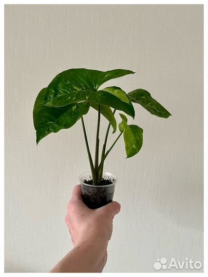 Сингониум панда