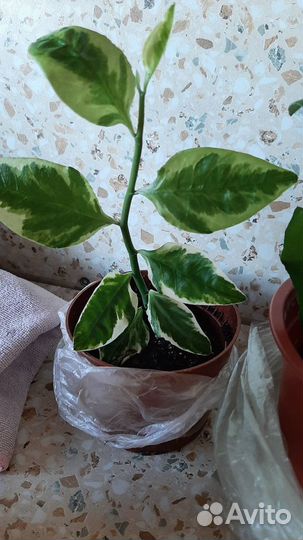 Педилантус