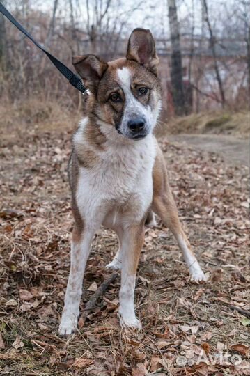 Собаки бесплатно
