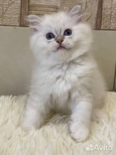 Девочка Рэгдолл