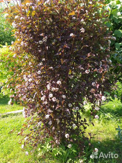 Декоративные кустарники