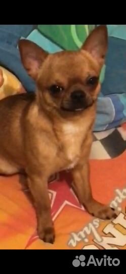 Вязка чихуахуа