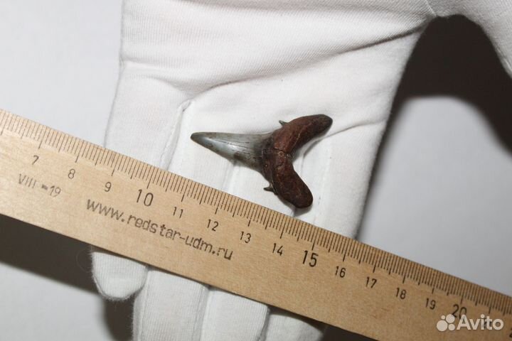 Коллекционные Очень Большие Зубы Древних Акул