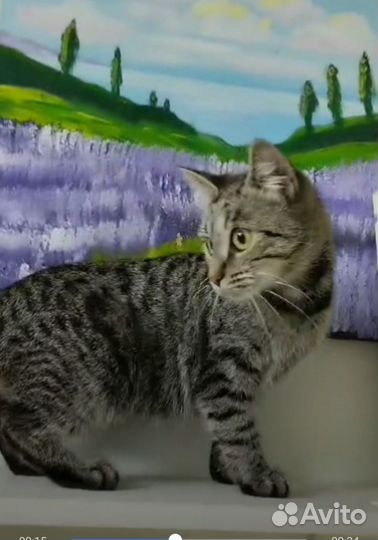 Кошка стерилизованная