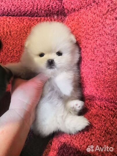 Померанский Шпиц. Девочки и мальчики