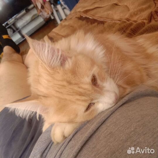 Кот мейн-кун вязка