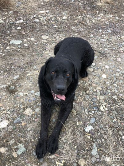 Вязка собак