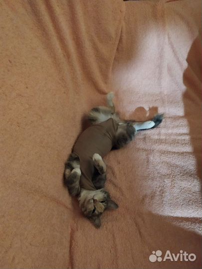 Кошка