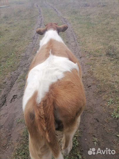 Коровы быки телки