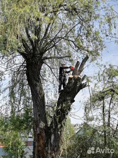 Спил деревьев Обрезка деревьев