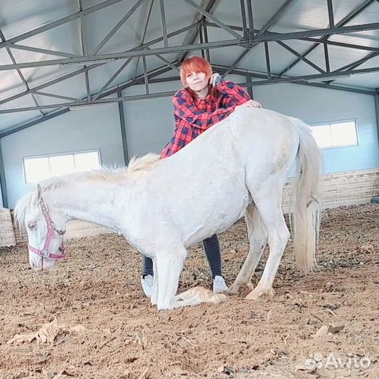 Уэльская кобыла/обмен с доплатой