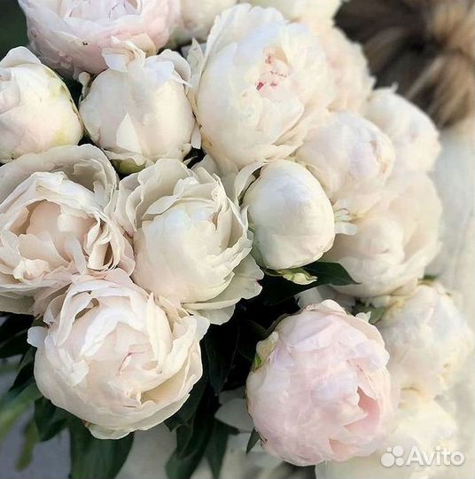 Пионы Букет