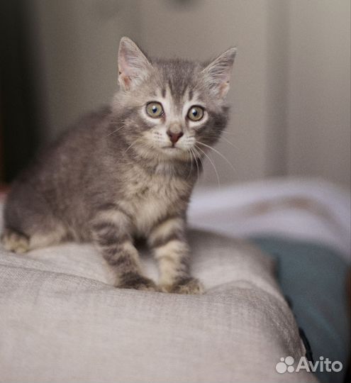 Котенок по имени Плюша (2,5-3 мес)