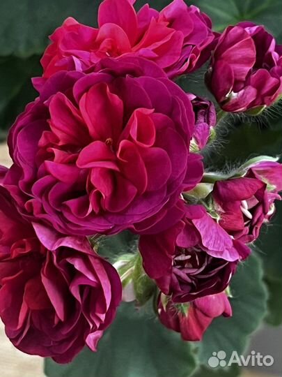 Ив эсфирь прекрасная