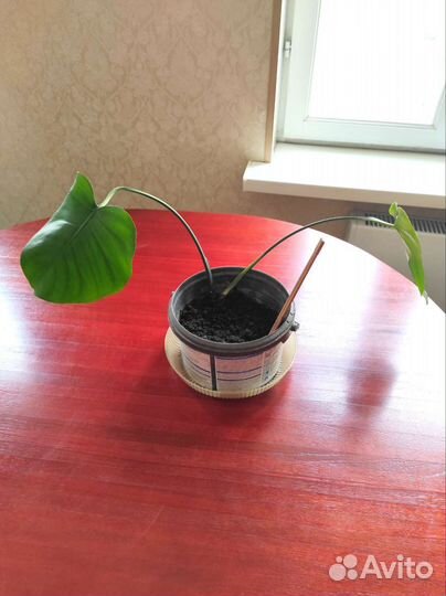 Монстерочка красавица