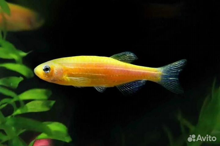 Рыбки, Месеносец, Молинезия, Данио, Гуппи