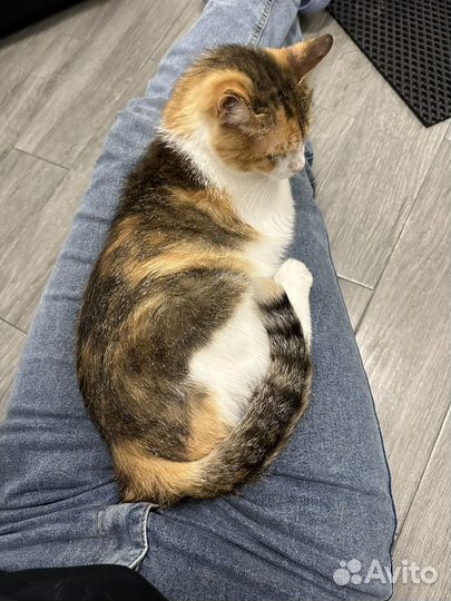 Кошка Николь в добрые руки