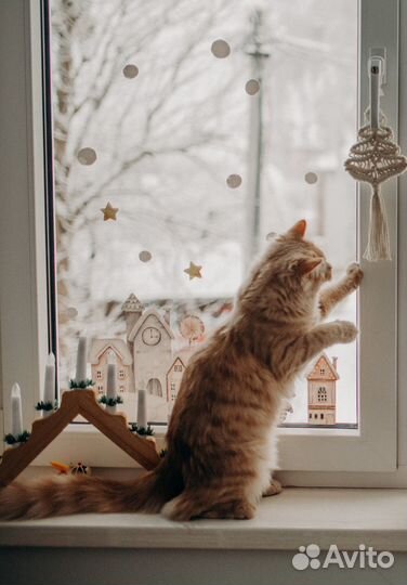 Отдам кота в добрые руки