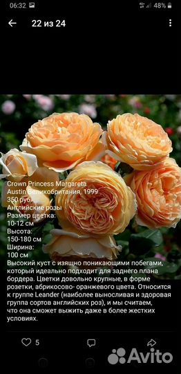 Английские розы