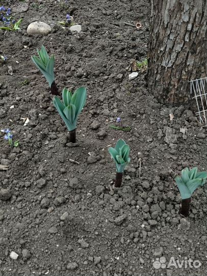 Ранние многолетние цветы