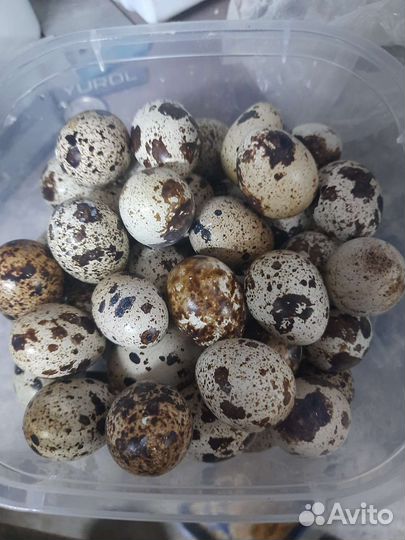 Яйца перепелиные