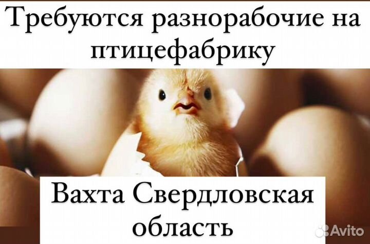 Разнорабочий на птицефабрику вахта