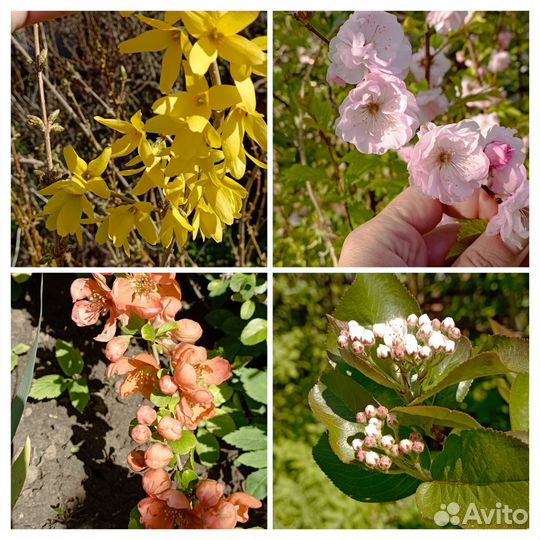 Ромашки (пиретрум), пролески и др