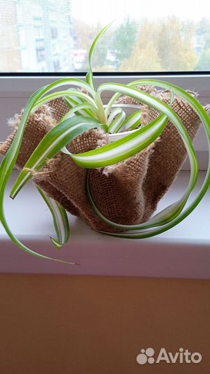 Комнатные растения и цветы