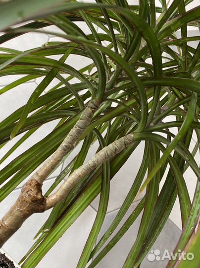 Пальма драцена