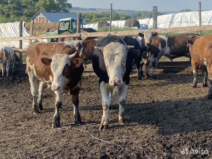 Быки на мясо