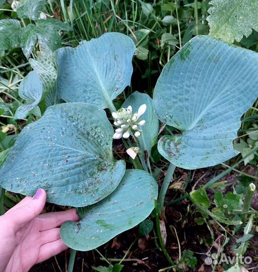 Хоста голубая гиганская