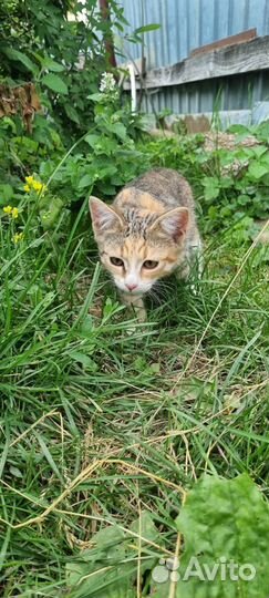 Подарите дом маленькой красотке