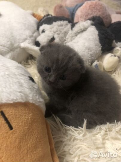 Британские котята