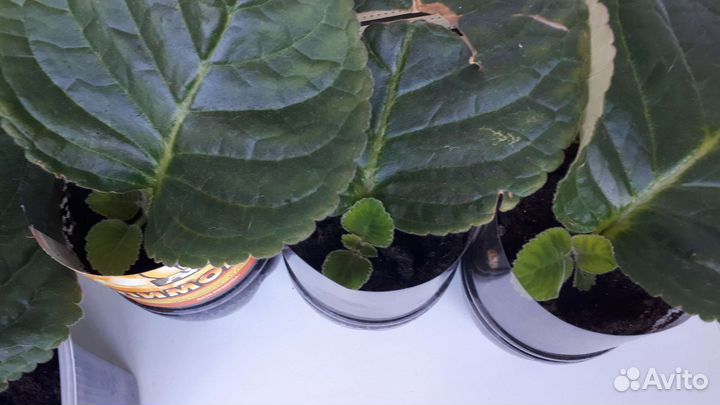 Укорененный лист Фиолетовой Глоксинии