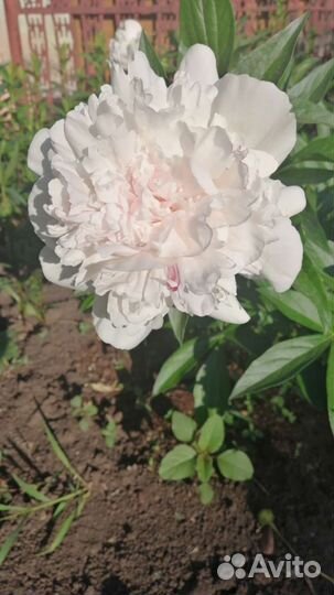 Пионы саженцы