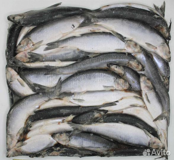 Сельдь свежемороженая 300+